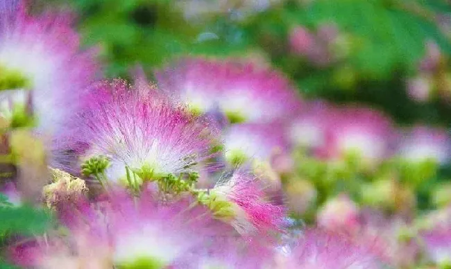 花语|合欢花的花语是什么意思与含义