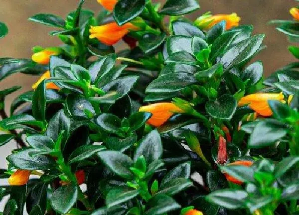 植物浇水|淘米水可以浇金鱼吊兰吗 浇淘米水正确方法