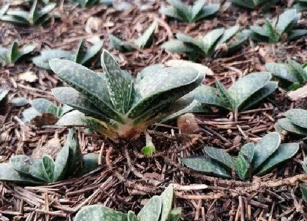 植物移栽|子宝多久服盆