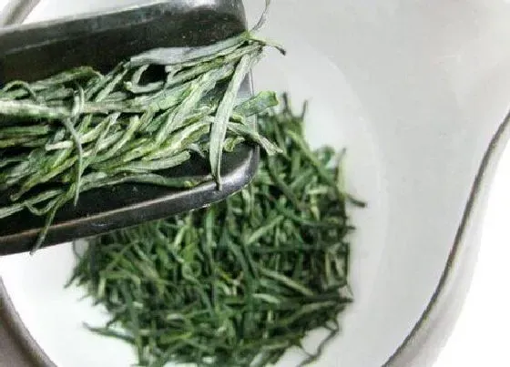 食用常识|恩施玉露属于什么茶