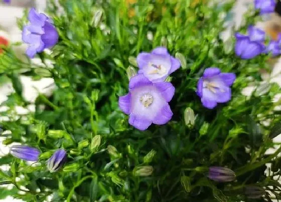 花语|蓝铃花的花语和寓意 开花图片及象征意义