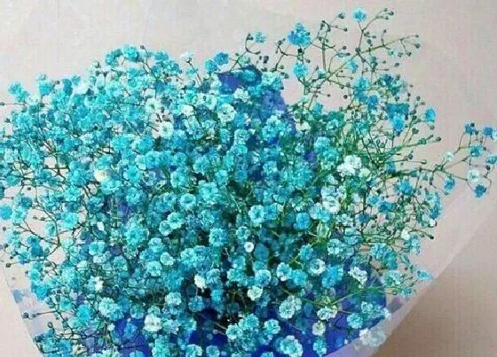 花语|满天星代表什么花语