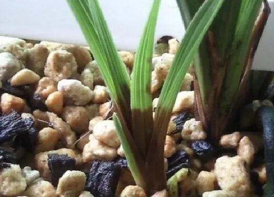 植物施肥|兰花施什么肥好