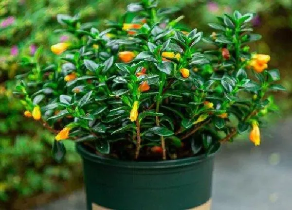 植物浇水|淘米水可以浇金鱼吊兰吗 浇淘米水正确方法