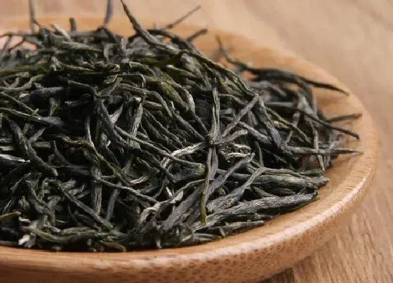 食用常识|恩施玉露属于什么茶