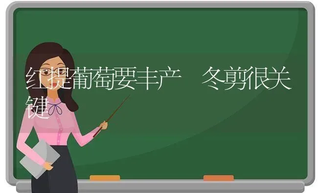 红提葡萄要丰产 冬剪很关键 | 瓜果种植