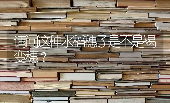 请问这种水稻穗子是不是褐变穗？ | 粮油作物种植
