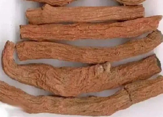 根部|丹参是什么植物的根
