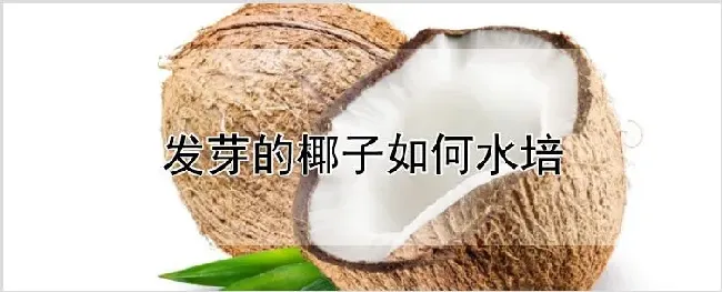 发芽的椰子如何水培 | 农业科普