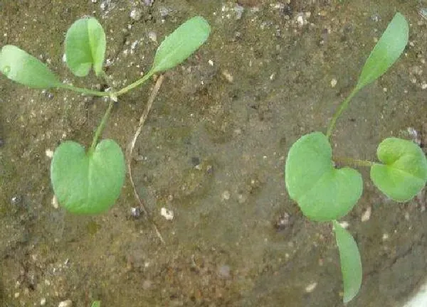 植物发芽|铜钱草怎么发芽快