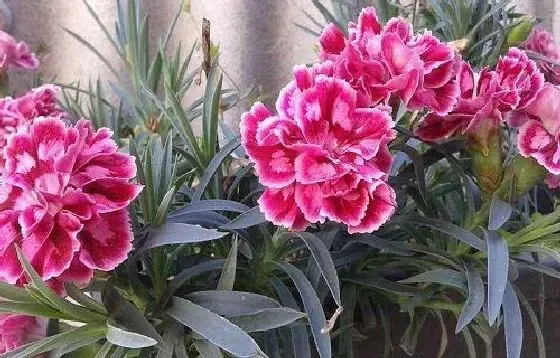 开花时间|康乃馨几月份开花