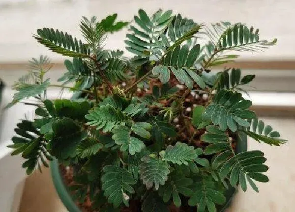 养殖科普|含羞草喜阳还是喜阴 属于阴生还是阳生植物