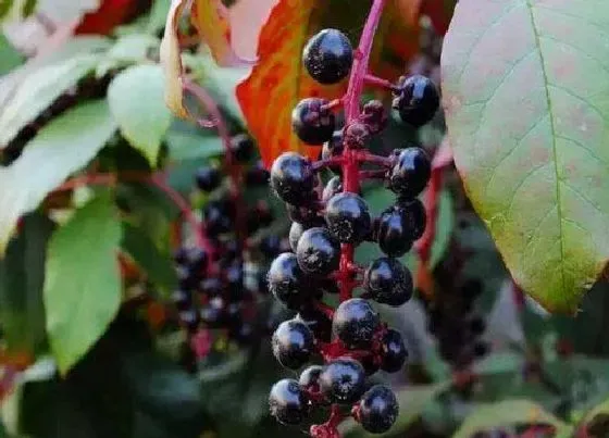 植物种类|箭毒木是什么树 属于桑科植物