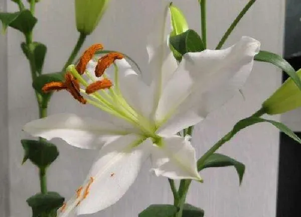 养殖科普|香水百合开花后怎么处理