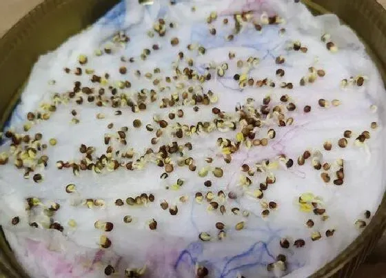 种植育种|羽衣甘蓝种子什么时候种植最好