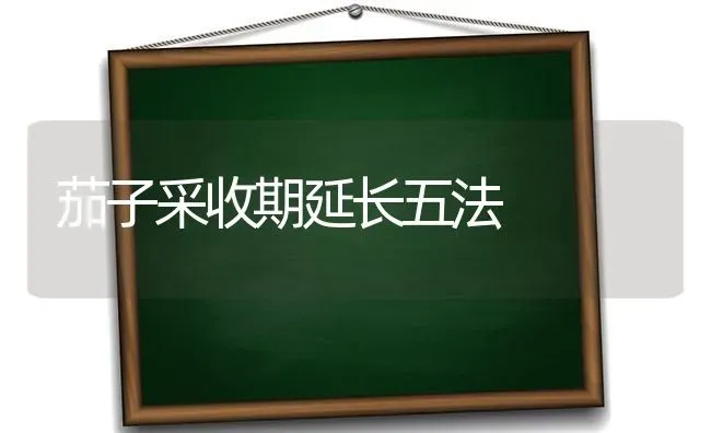 茄子采收期延长五法 | 蔬菜种植