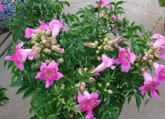 开花时间|紫云藤一年开几次花
