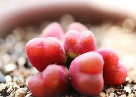 种植土壤|毛汉尼配土方法与种植土壤
