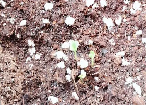 种植育种|羽衣甘蓝种子什么时候种植最好