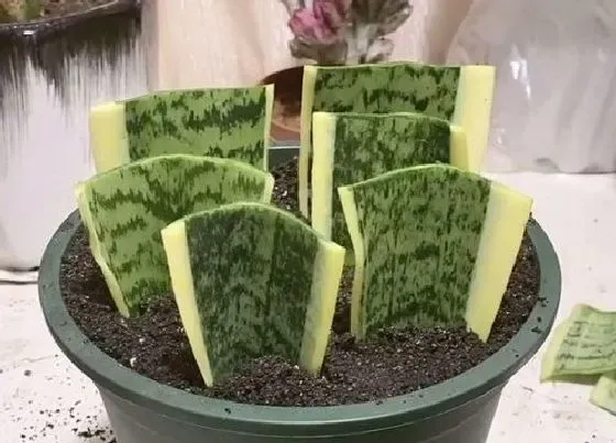 植物百科|虎皮兰的繁殖方法（图解）