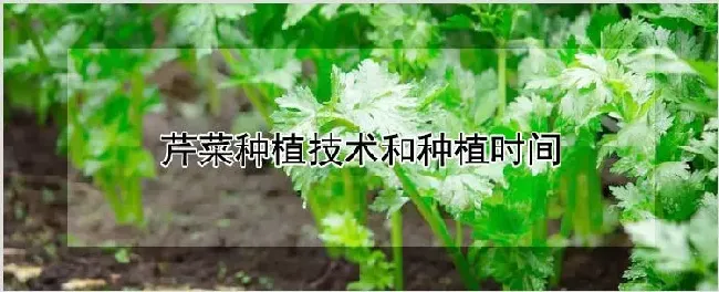 芹菜种植技术和种植时间 | 农业科普