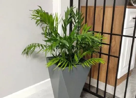 植物种类|散尾葵是裸子植物吗