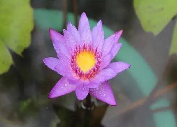 养殖方法|紫色睡莲怎么养才开花