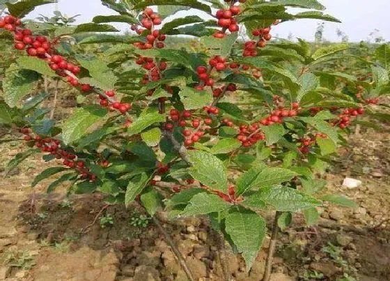 植物百科|北美冬青是雌雄同株吗