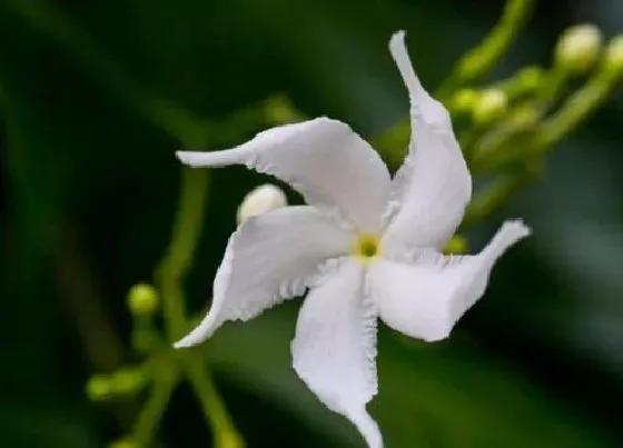 植物毒性|硌石花开花有毒吗 可以放在室内养吗