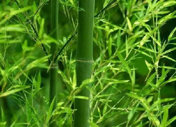植物浇水|淘米水可以浇竹子吗 浇淘米水正确方法