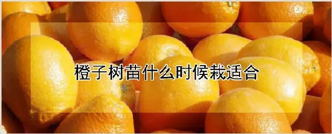 橙子树苗什么时候栽适合 | 农业科普