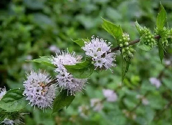 冬天植物|薄荷冬天会冻死吗 冬季温度低会不会冻死