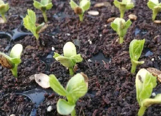 植物育苗|苦瓜几天发芽出苗 育苗方法和种植时间