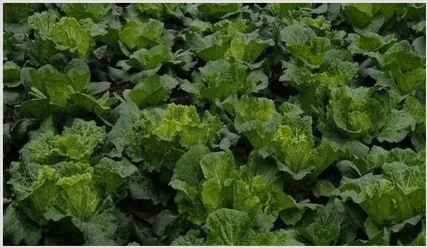早秋大白菜种植时间和方法 | 种植技术