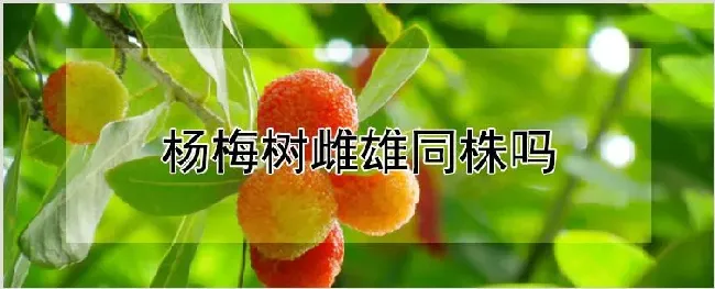 杨梅树雌雄同株吗 | 养殖技术