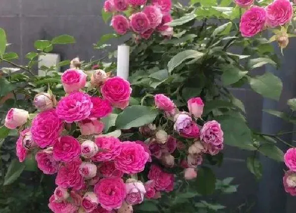 养殖科普|紫咲月季的优缺点