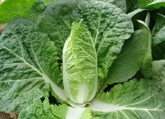 植物百科|四川娃娃菜又叫什么菜