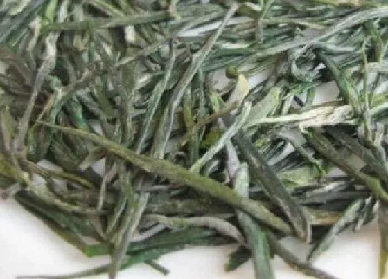 食用常识|恩施玉露属于什么茶