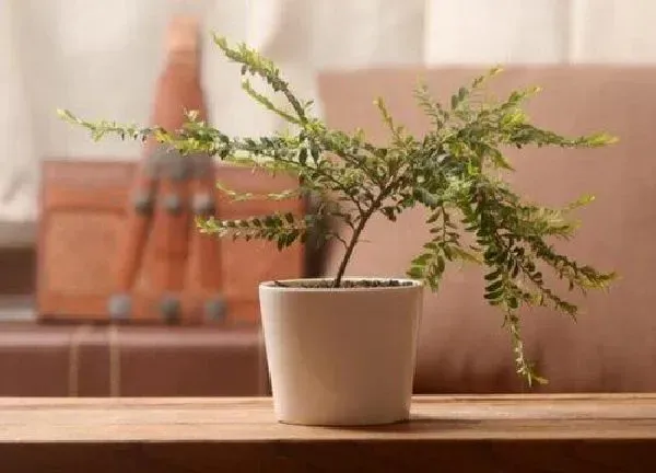 养殖方法|山格木怎么养护方法