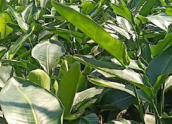 植物浇水|鹤望兰多久浇一次水 浇水时间与频率