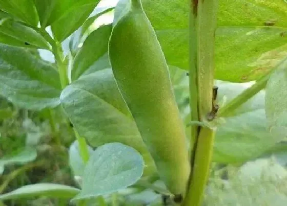 植物施肥|蚕豆底肥放什么肥好，底肥施用方法）