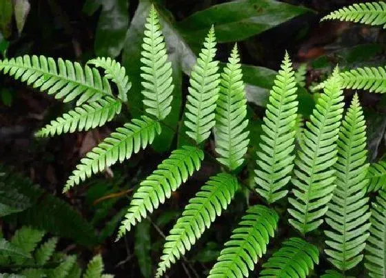 植物百科|胎生狗脊是什么植物