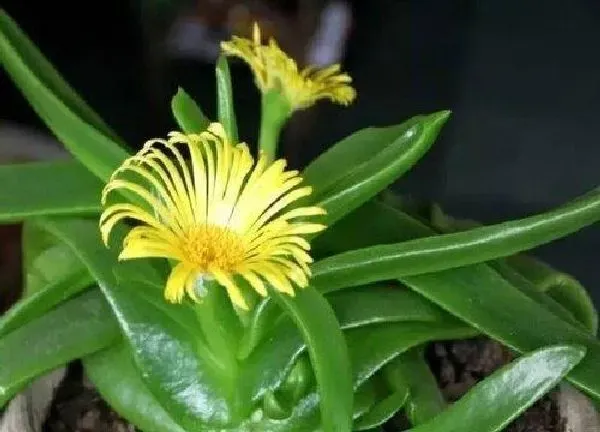 植物扦插|佛手掌怎样扦插