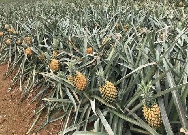 植物浇水|菠萝多久浇一次水