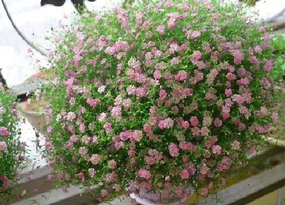 花语|满天星代表什么花语