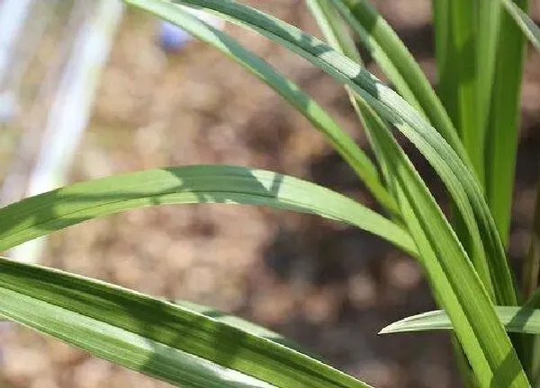 植物浇水|兰花冬天怎么浇水 冬季浇水方法