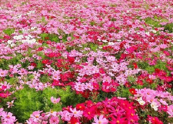 植物播种|野花组合什么时候播种好