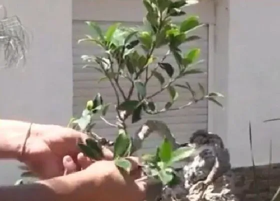 植物修剪|人生榕怎么修剪方法