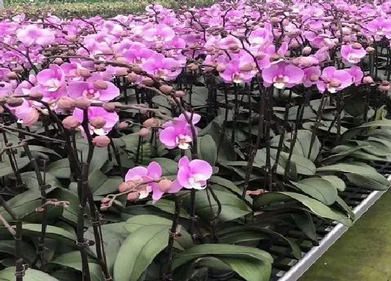 花朵诊疗|蝴蝶兰促花方法与技术要领 人工催花技巧