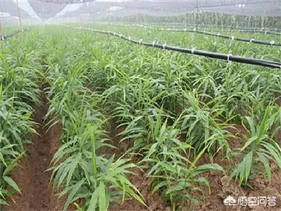 种植管理|生姜老是死苗是什么原因，生姜种植后怎样生长快又高产）